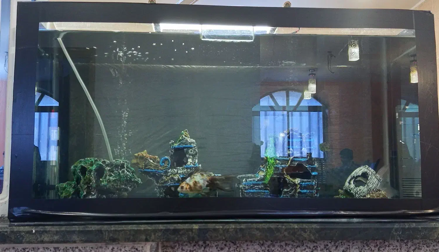 آکواریوم|ماهی|قشم, |دیوار