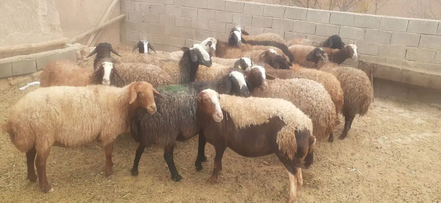 شیشک مور|حیوانات مزرعه|گلپایگان, |دیوار