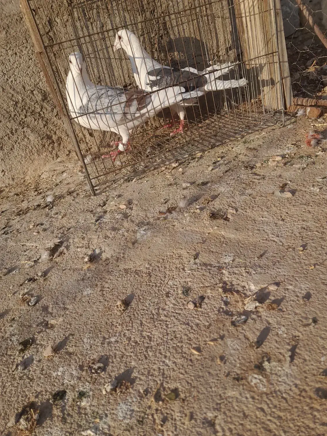 کبوتر پلاکی|پرنده|باروق, |دیوار