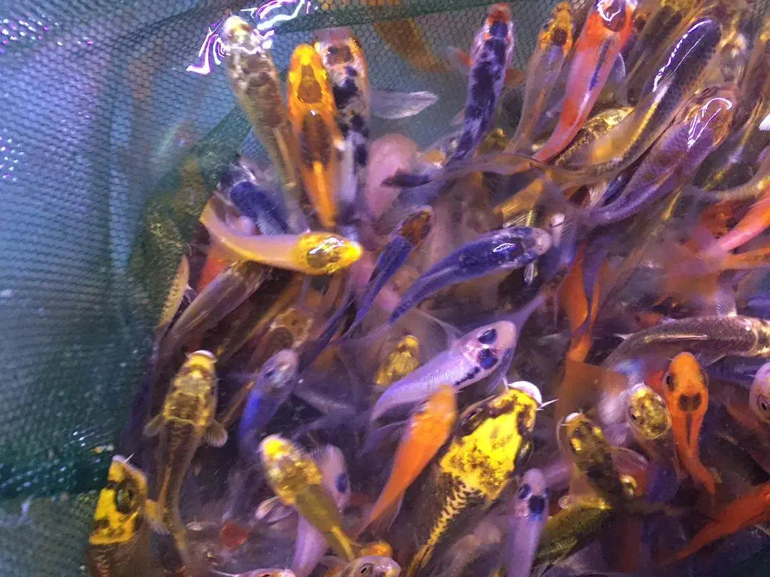 انواع امور وگلدفیش وکوی|ماهی|تهران, آبشار تهران (دریاچه)|دیوار