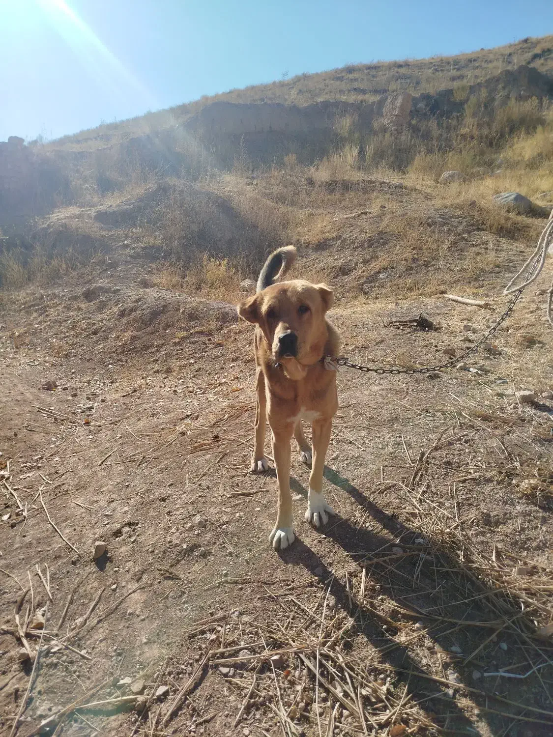 سگ گله|سگ|آبگرم, |دیوار