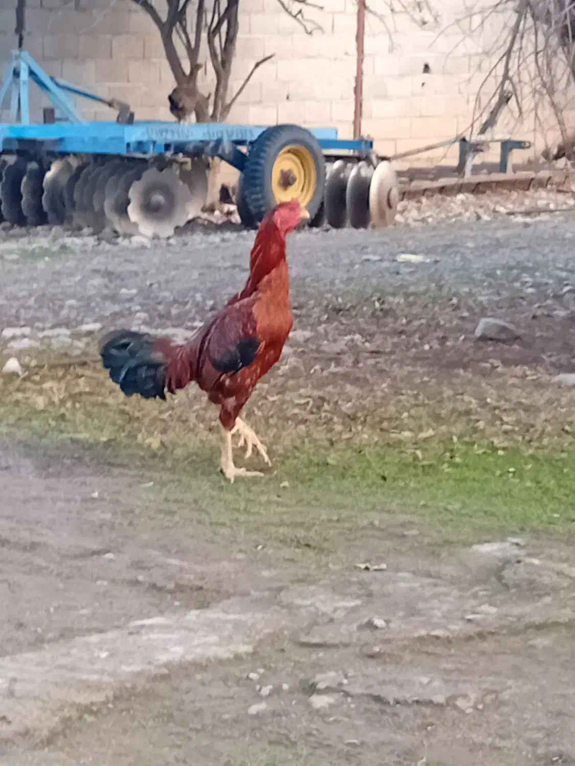 خروس لاری|حیوانات مزرعه|علی‌آباد کتول, |دیوار