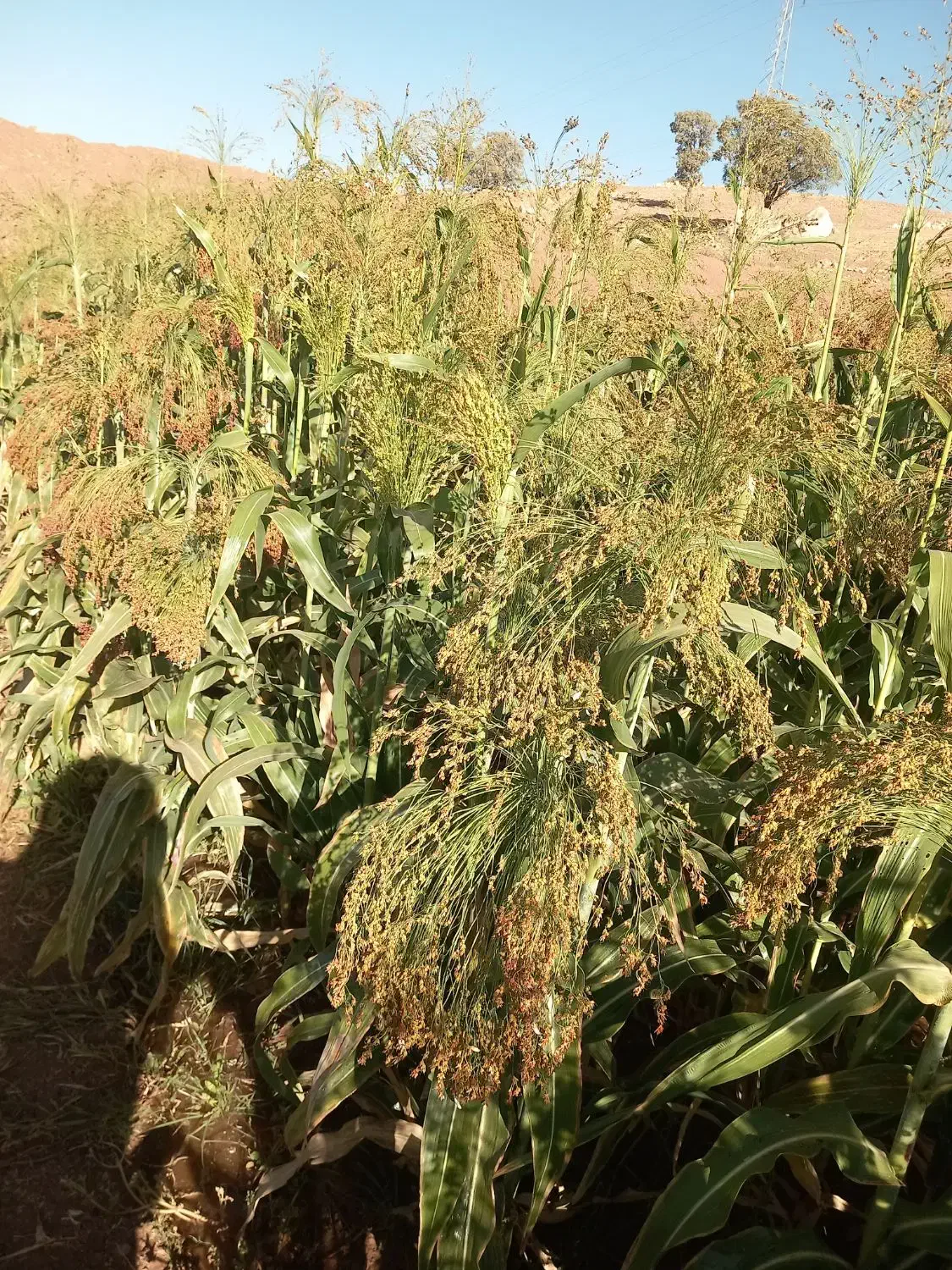 جارو|لوازم نظافت|ویسیان, |دیوار