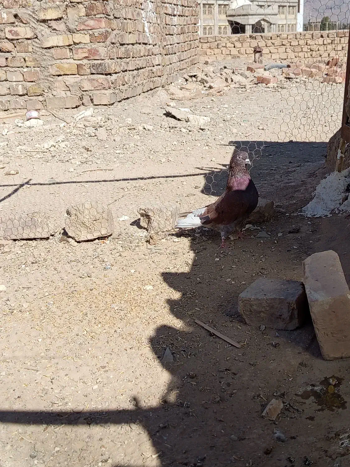 کبوتر تهرانی سرخ|پرنده|خاش, |دیوار