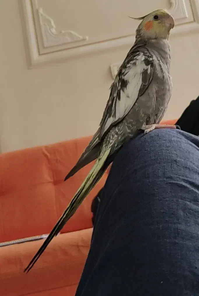 گمشده|حیوانات|بروجن, |دیوار