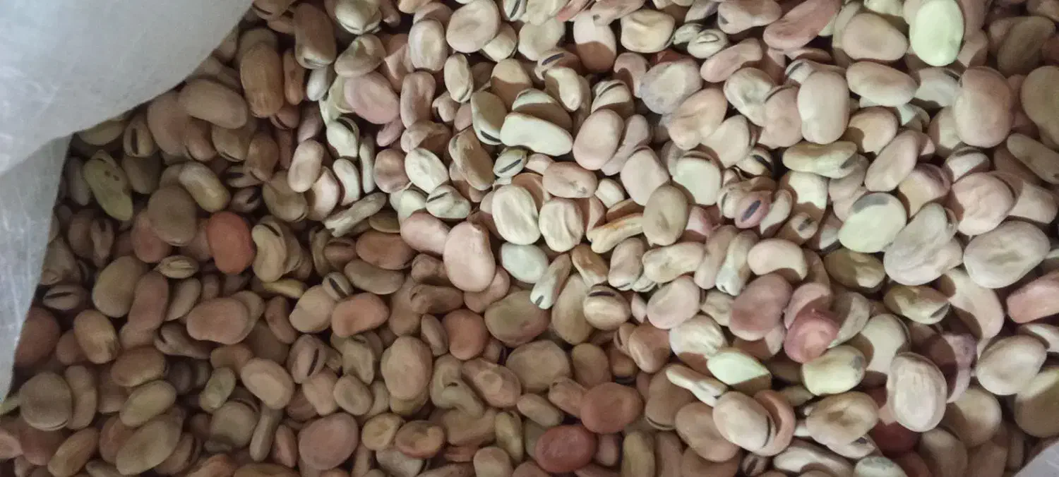 باقله|خوردنی و آشامیدنی|شیراز, شهرک فرهنگیان|دیوار