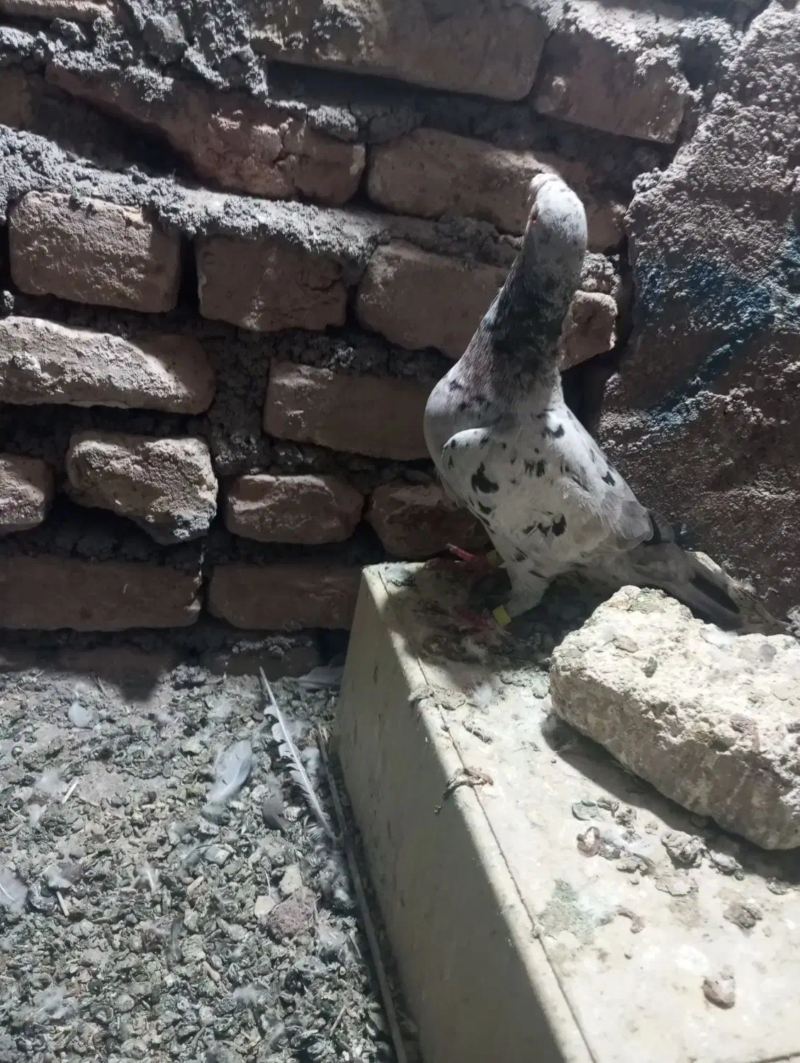 سار|پرنده|تربت‌حیدریه, باغ سلطانی|دیوار