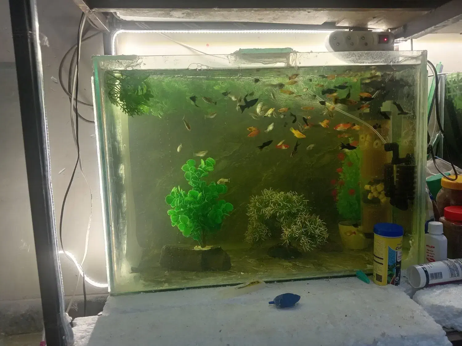 فروش ماهی گوپی بااکواریوم|ماهی|شیراز, سعدیه شمالی|دیوار