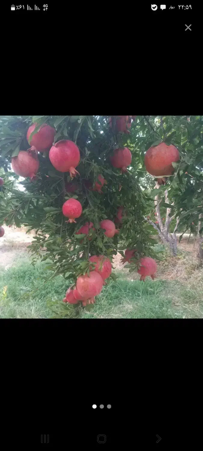 انار تنگ سیاب|خوردنی و آشامیدنی|کوهنانی, |دیوار