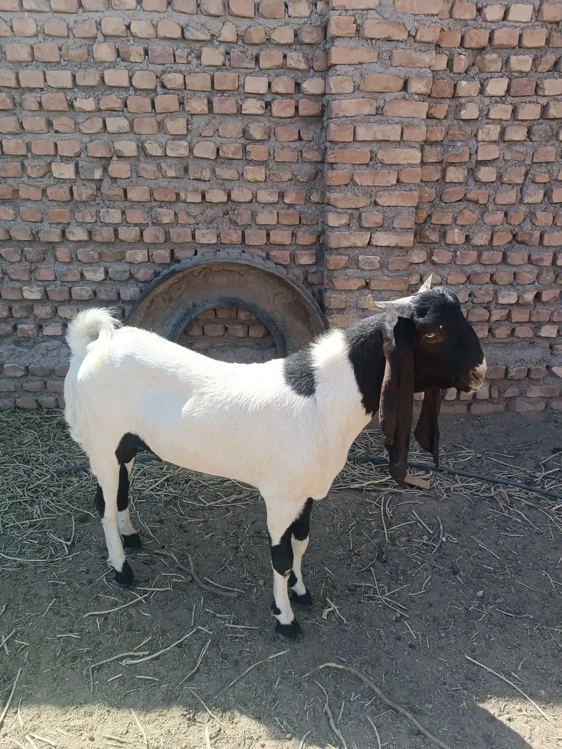 نر بز پاکستانی اصل|حیوانات مزرعه|مه ولات, |دیوار