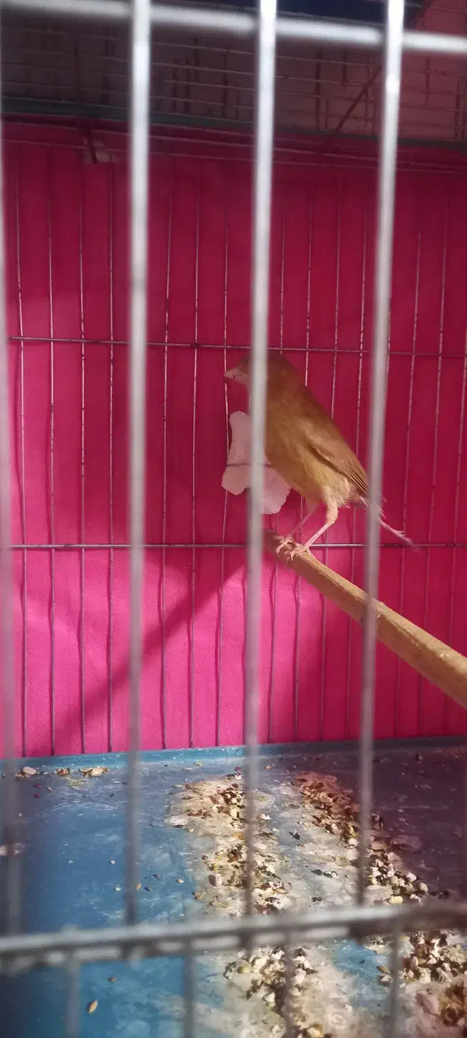 قناری|پرنده|رزن, |دیوار