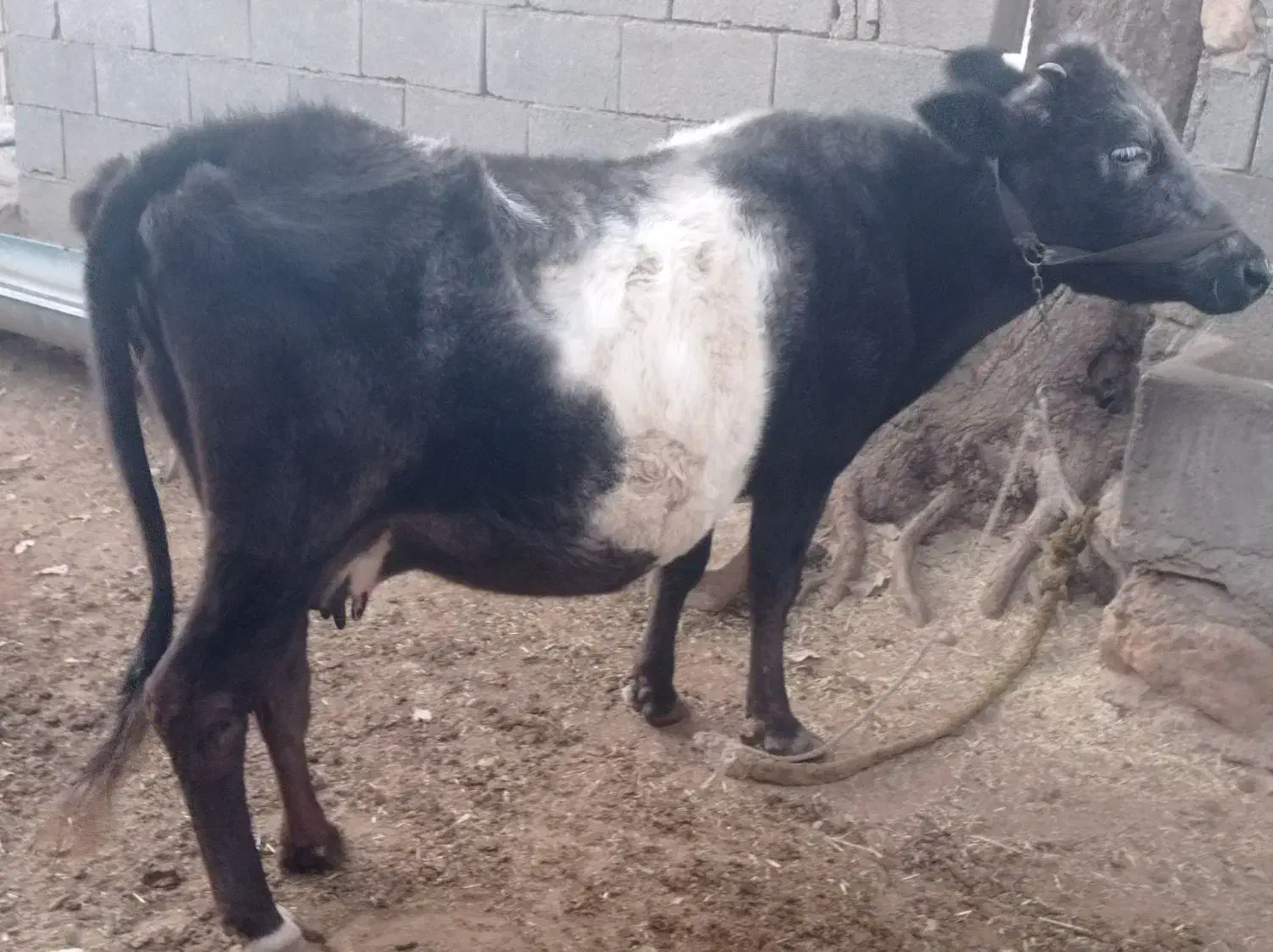 گاو آبستن|حیوانات مزرعه|پاتاوه, |دیوار