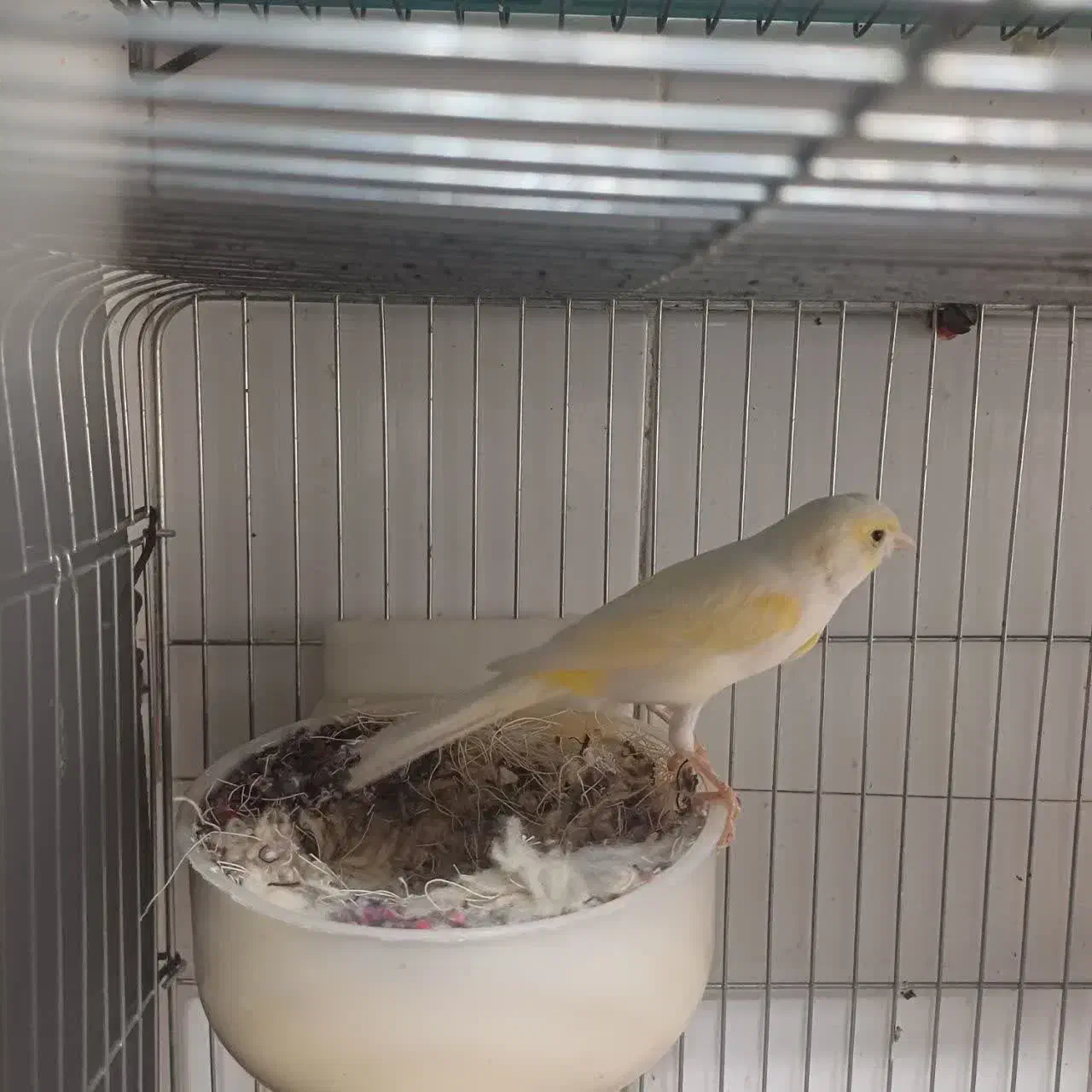 قناری رنگ روشن نو جفت جوان|پرنده|شاهینشهر, کوی مهدیه|دیوار