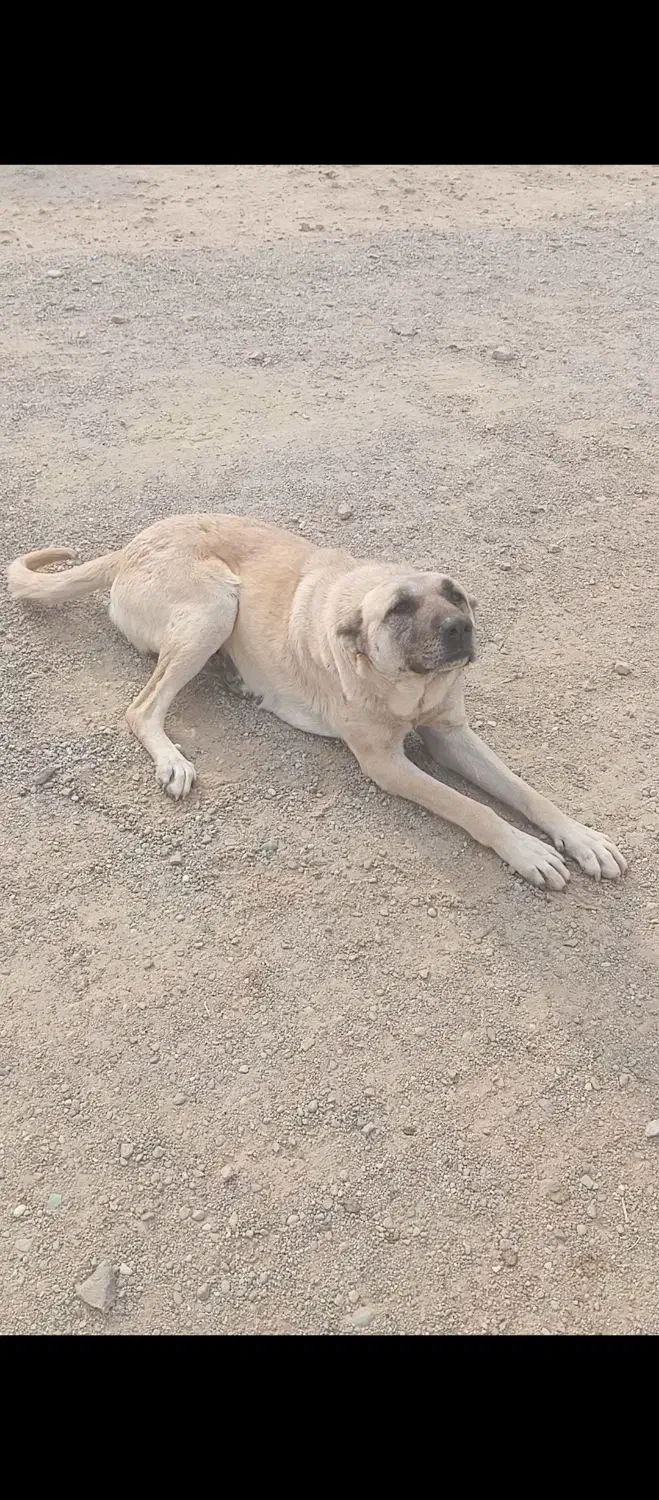 سگ ماده سرابی واسه گله و نگهبانی|سگ|بوکان, |دیوار