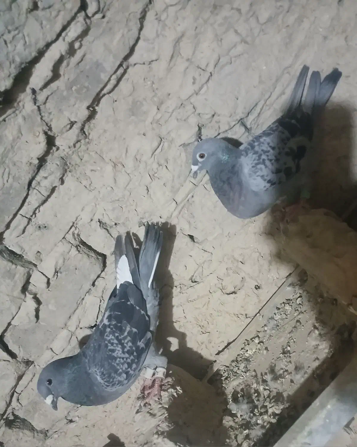 کبوتر|پرنده|زابل, |دیوار