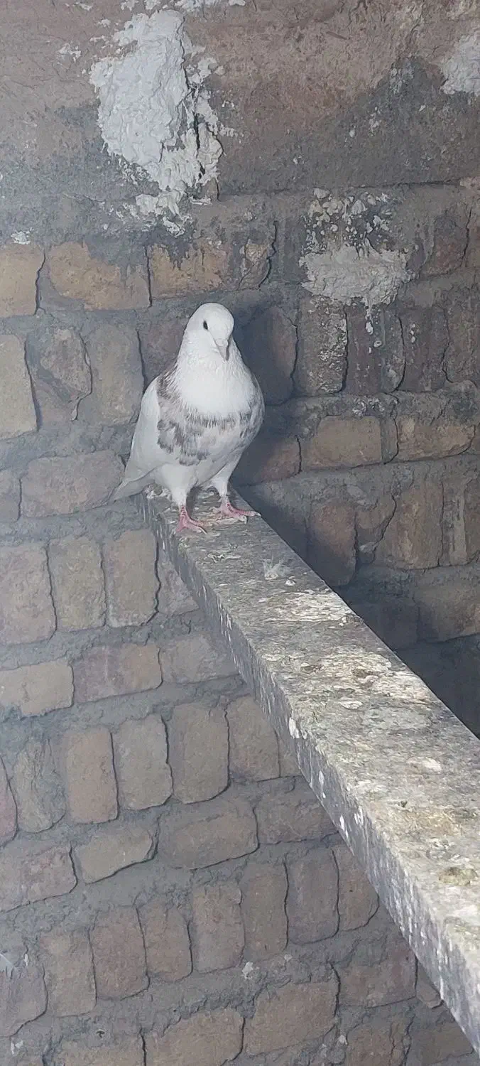 طوقی پراندنی ۲۰۰ هزار|پرنده|کبودرآهنگ, |دیوار