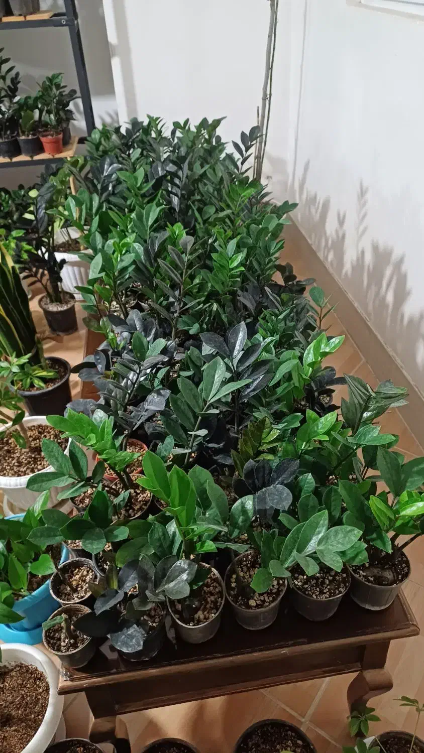 فروش گل طبیعی|گل و گیاه طبیعی|شیروان (خراسان), |دیوار