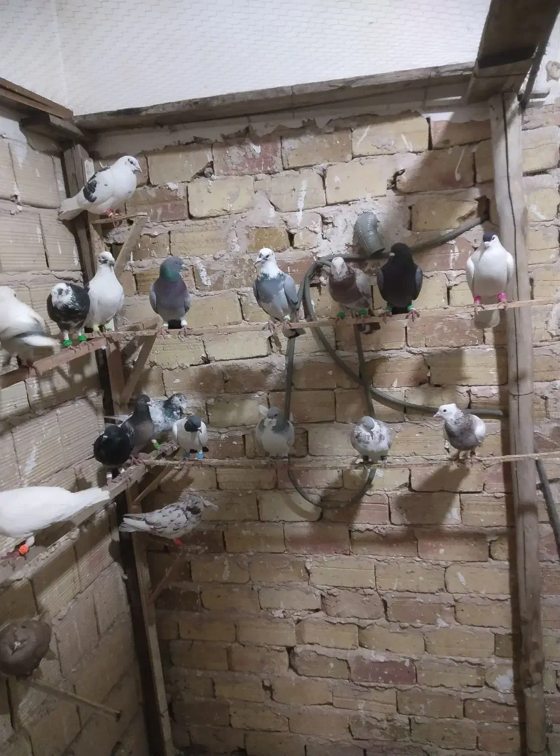 کبوتر  پرنده|پرنده|الوند, |دیوار