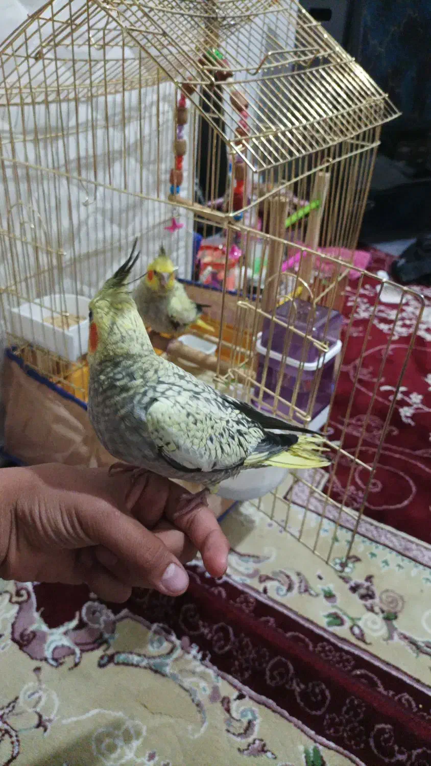 طوطی عروس هلندی بچ|پرنده|مریوان, |دیوار