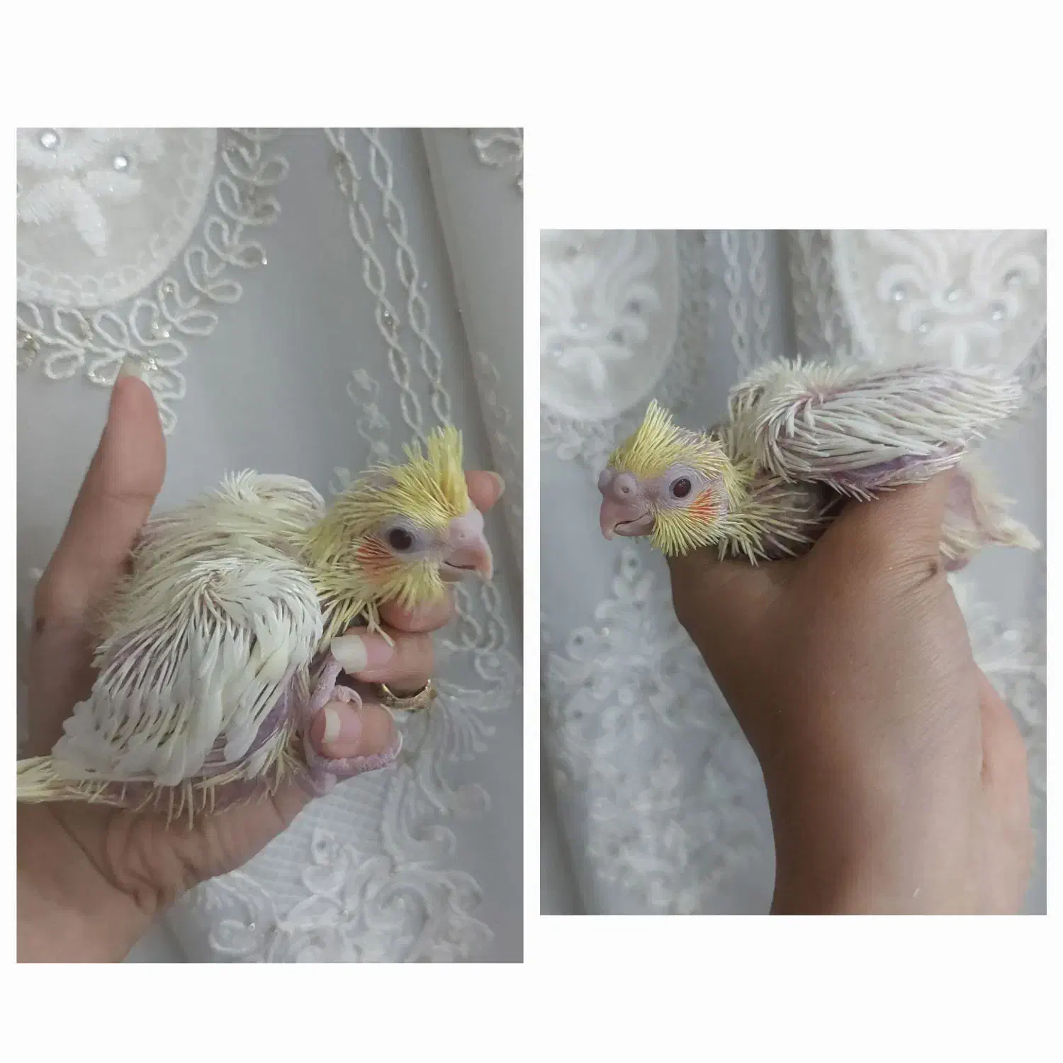 جوجه عروس لوتینو چشم شرابی|پرنده|میبد, |دیوار