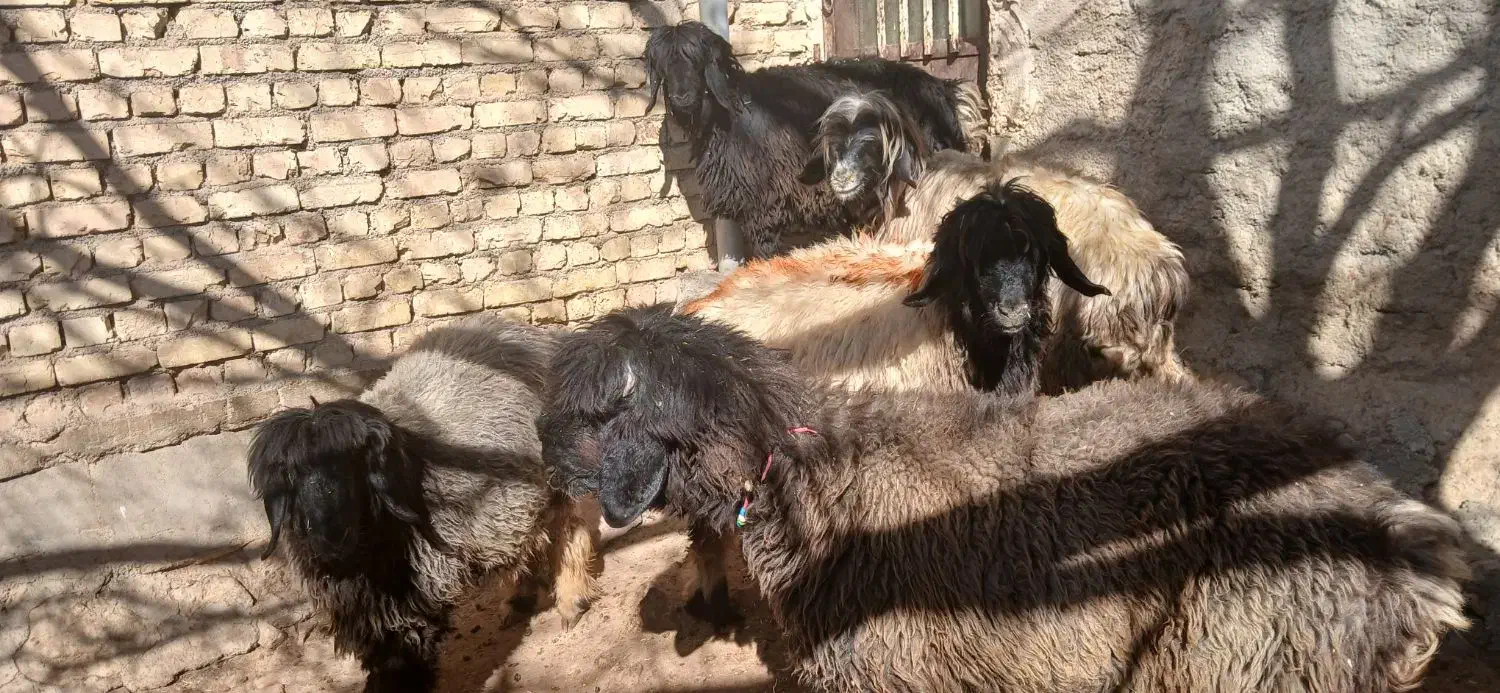 فروشی|حیوانات مزرعه|بابا حیدر, |دیوار