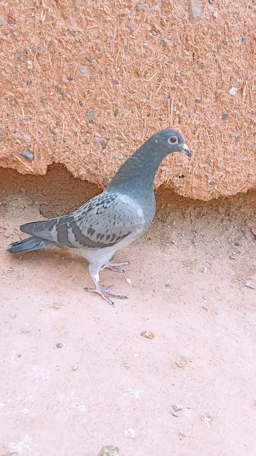 جوجه پولکی|پرنده|تربت جام, بهشت محمدیه|دیوار