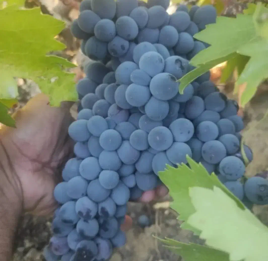 انگور شانی سر دشت|عمده‌فروشی|ارطه, |دیوار