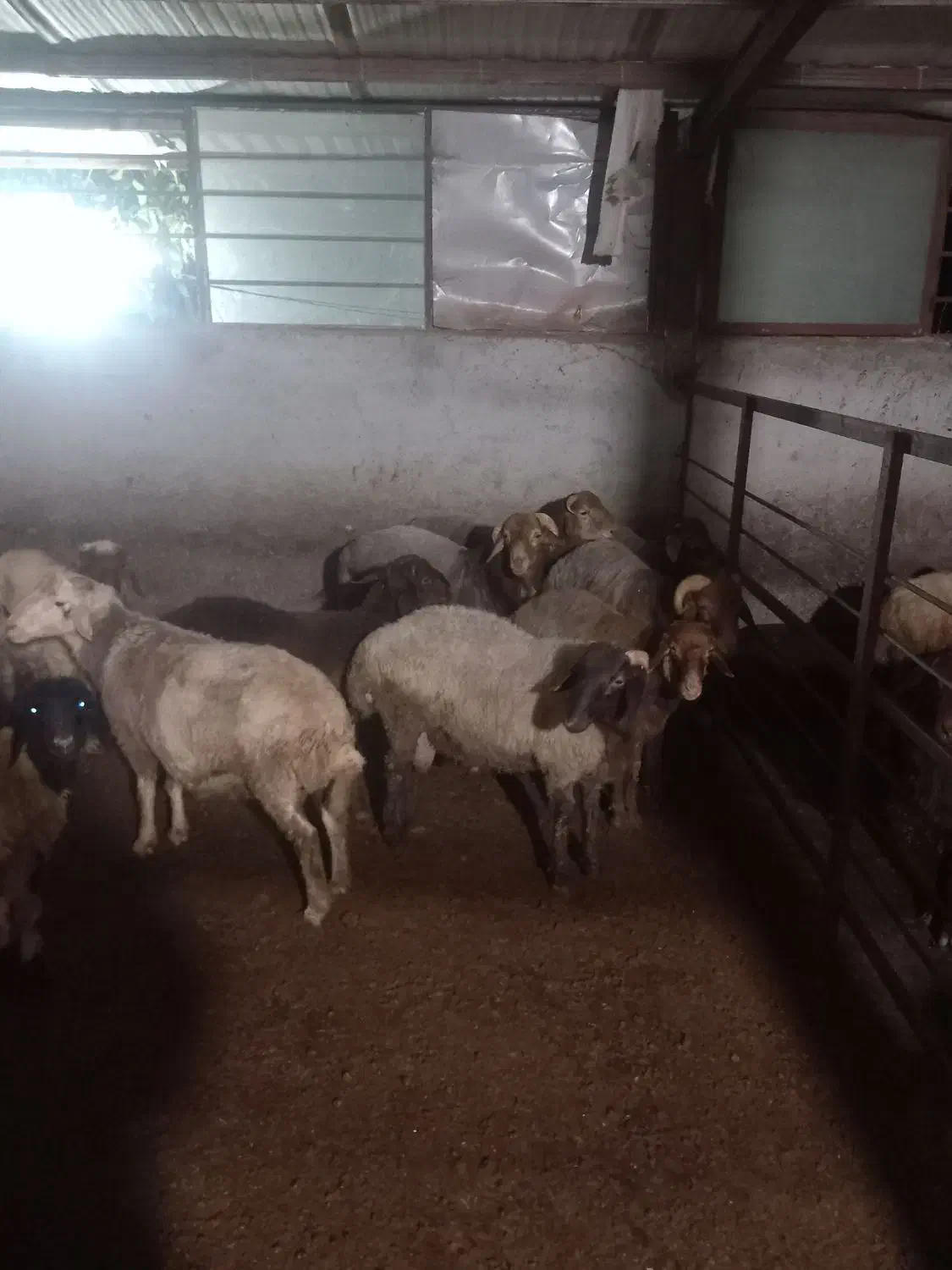 بره نر و گوسفند داشتی|حیوانات مزرعه|نکا, |دیوار