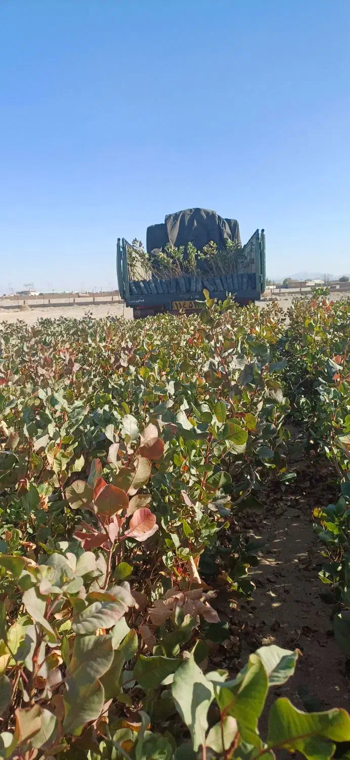 نهال پسته گلدانی|خدمات باغبانی و درختکاری|قم, زنبیل آباد|دیوار