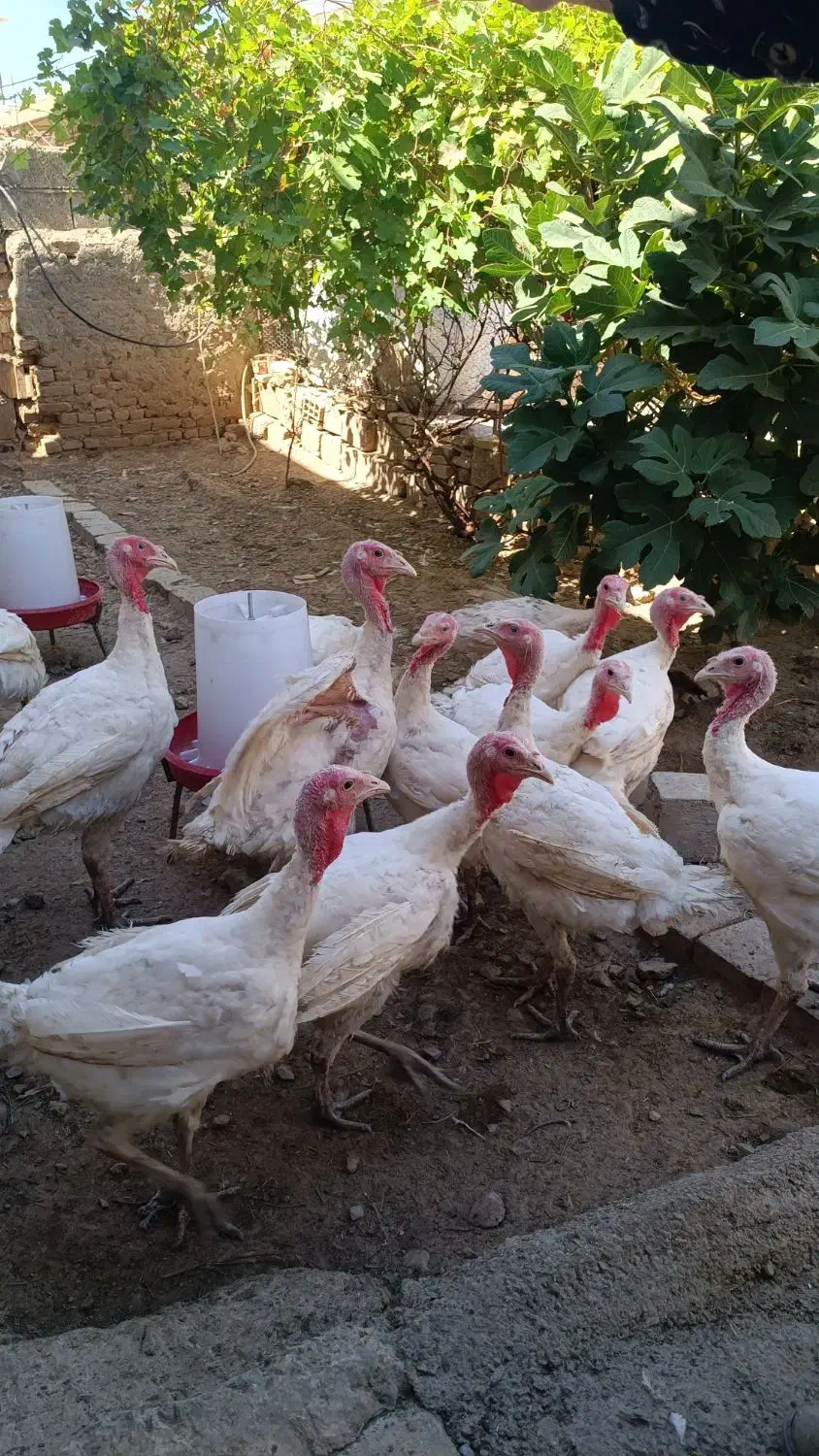 بوقلمون نژاد بیوتی، گوشتی|حیوانات مزرعه|آبدانان, |دیوار