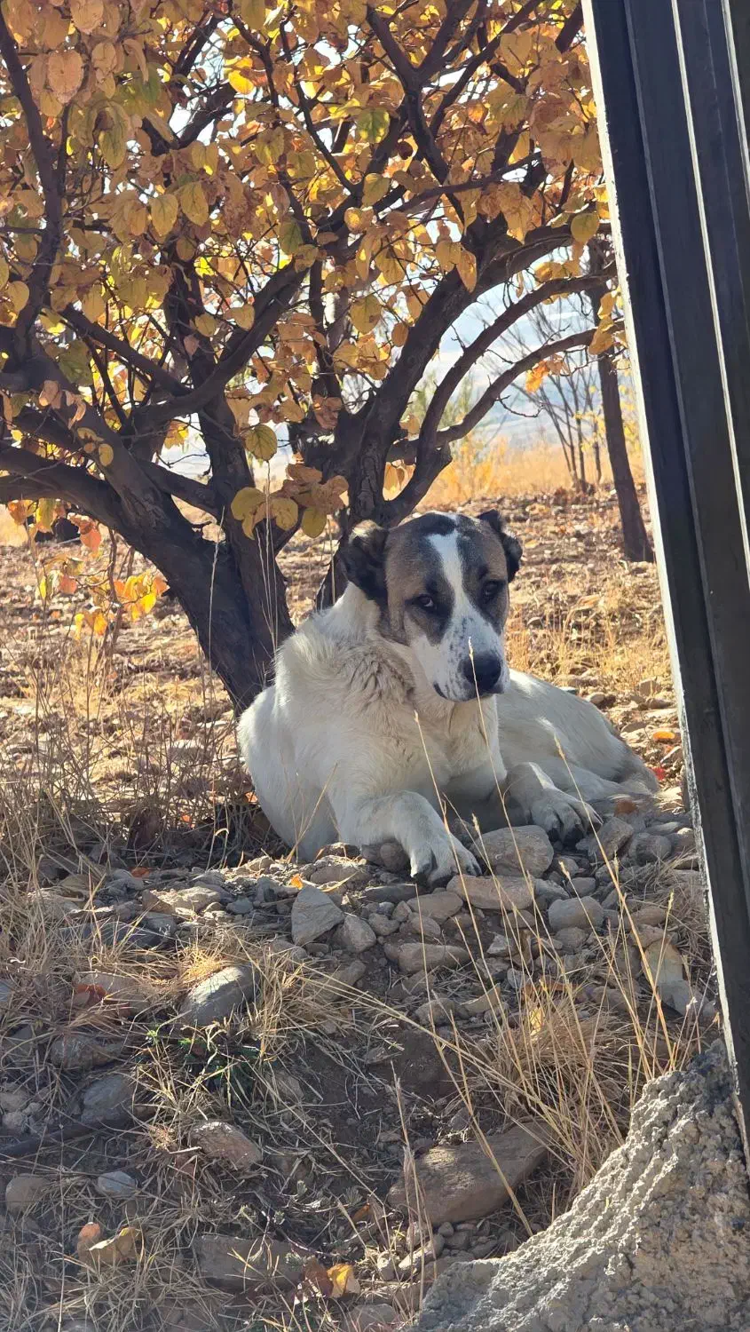 سگ ماده خراسانی|سگ|شازند, |دیوار