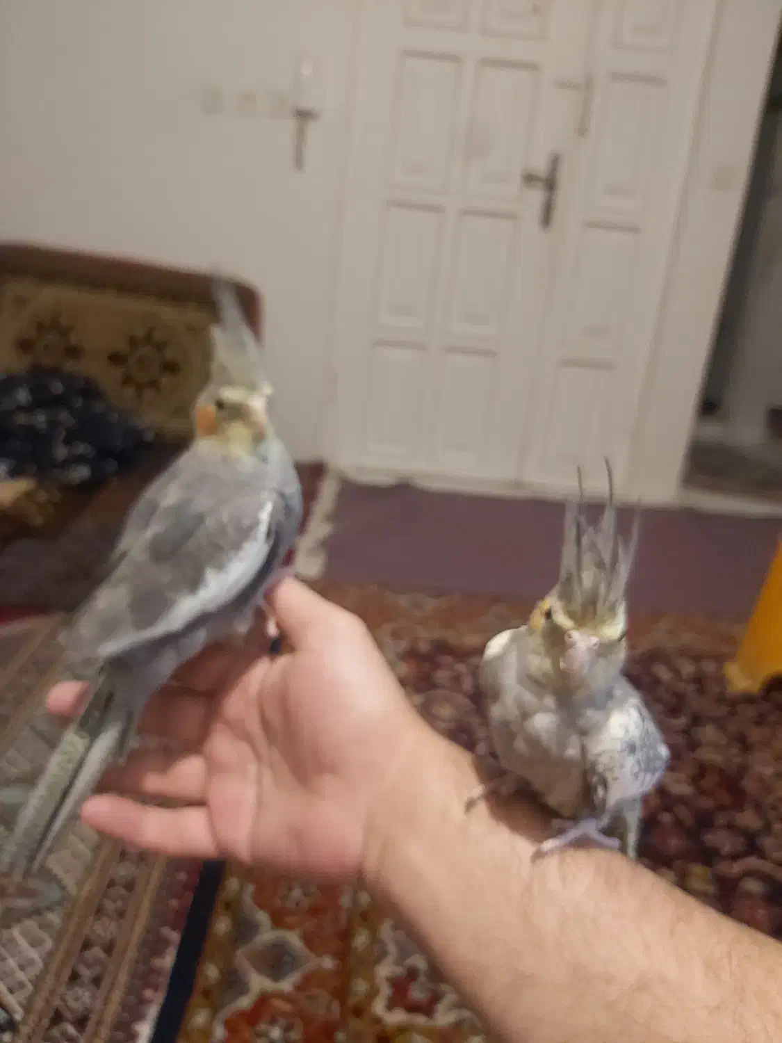 عروس هلندی|پرنده|تهران, سلیمانی|دیوار