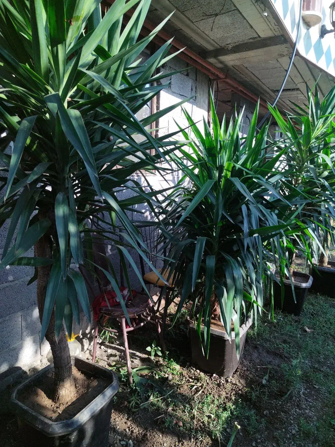 گل گیاه|گل و گیاه طبیعی|کلاچای, |دیوار