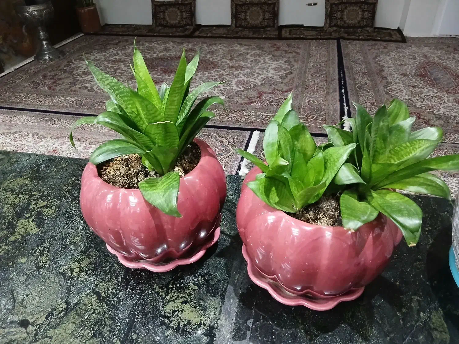 تعدادی گل|گل و گیاه طبیعی|اصفهان, گرکان|دیوار