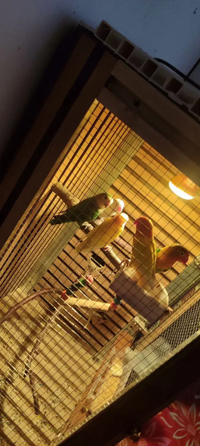 طوطی برزیلی|پرنده|شوش, |دیوار