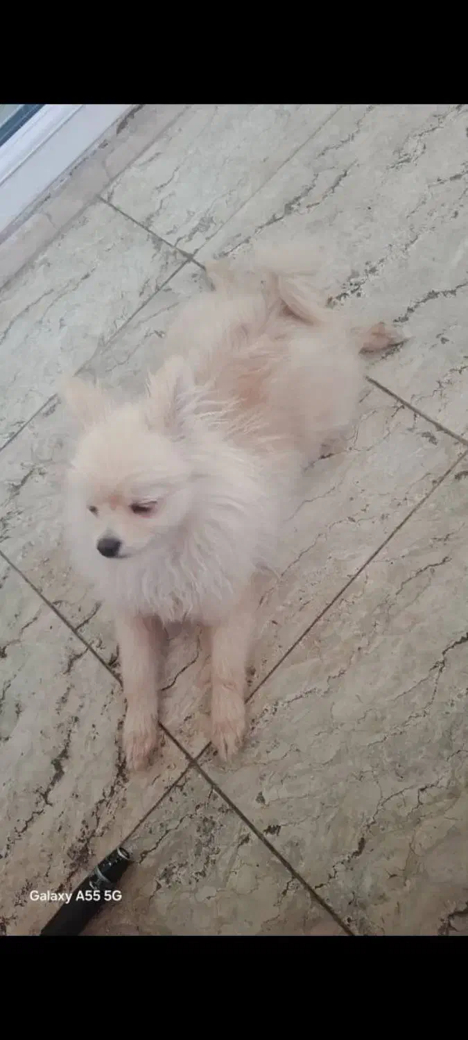 سگ پامر|سگ|فردیس, نسترن شرقی|دیوار