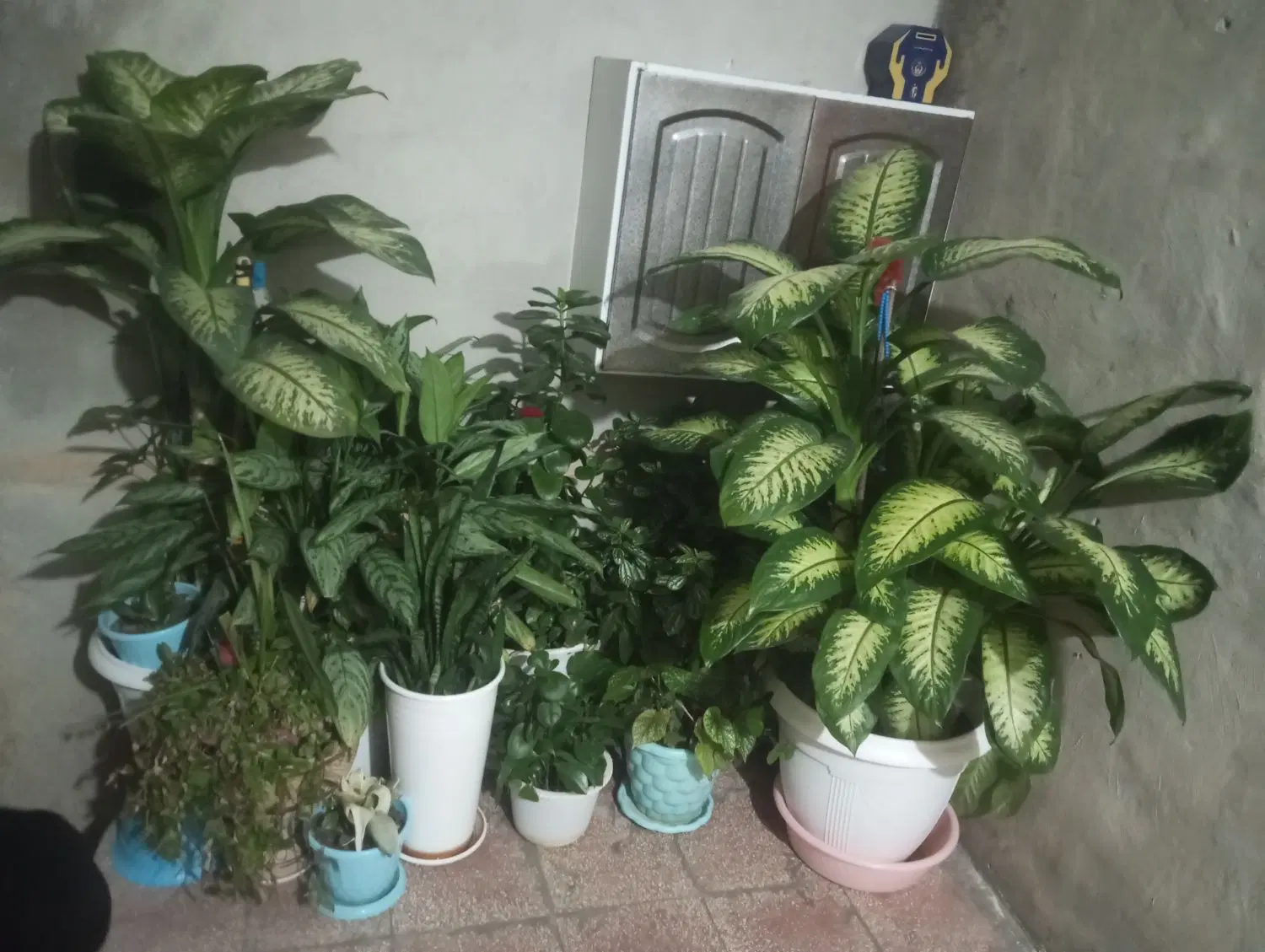 گل خانگی|گل و گیاه طبیعی|خاوه, |دیوار