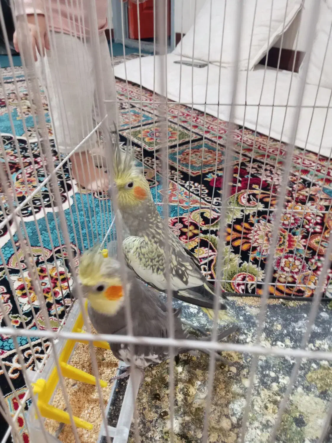 جفت عروس هلندی مفت|پرنده|تربت جام, فاز ۱ فرهنگیان|دیوار