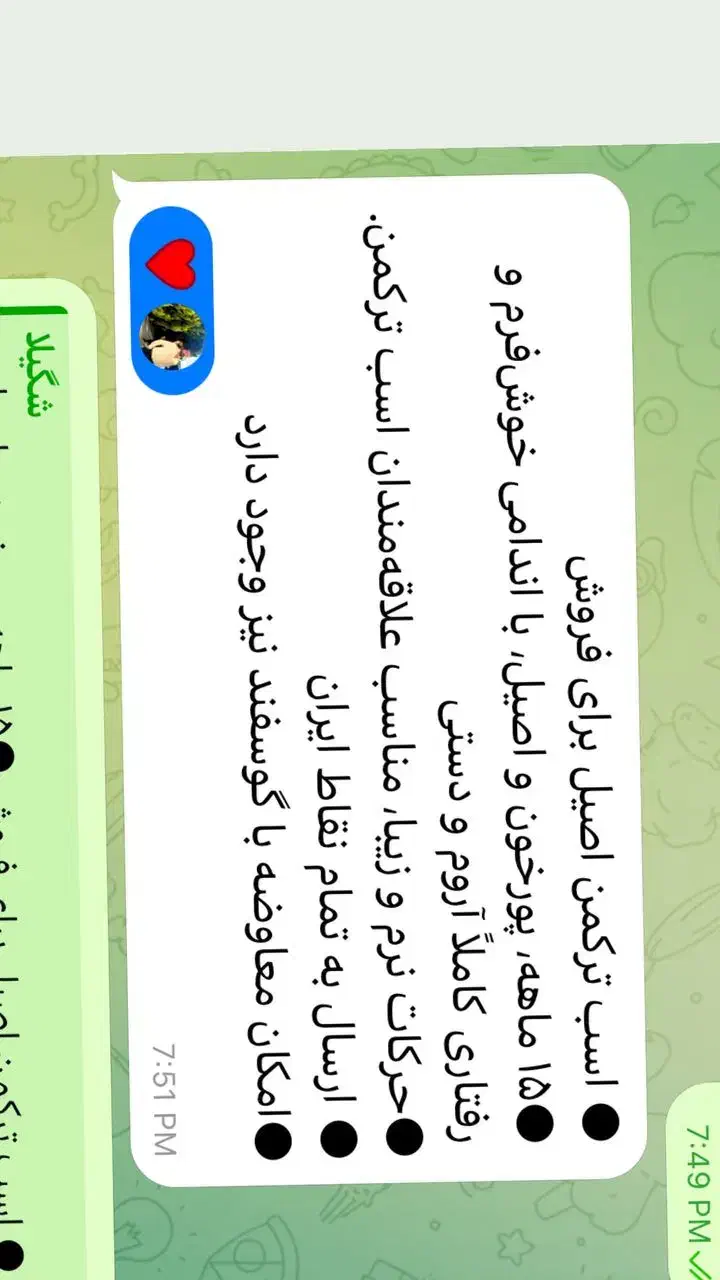 اسب ترکمن|اسب و تجهیزات اسبسواری|گرگان, |دیوار