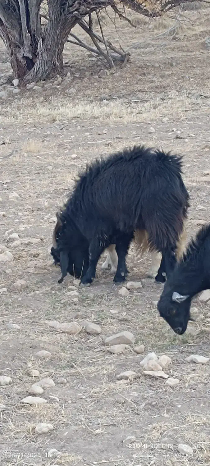 فروش پازن گله|حیوانات مزرعه|چیتاب, |دیوار