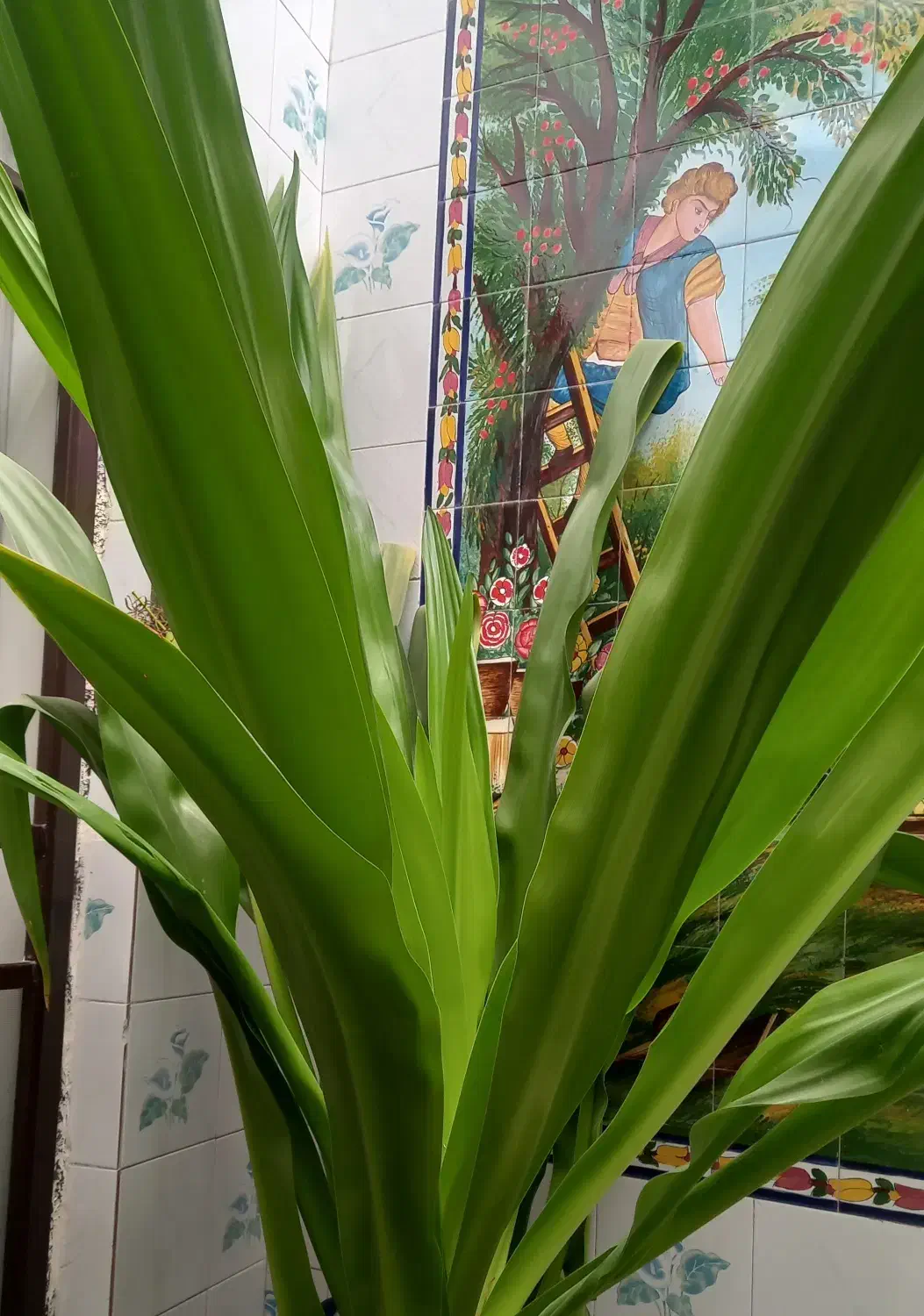 گل ذرتی بزرگ|گل و گیاه طبیعی|مرودشت, بیست متری بیمارستان|دیوار