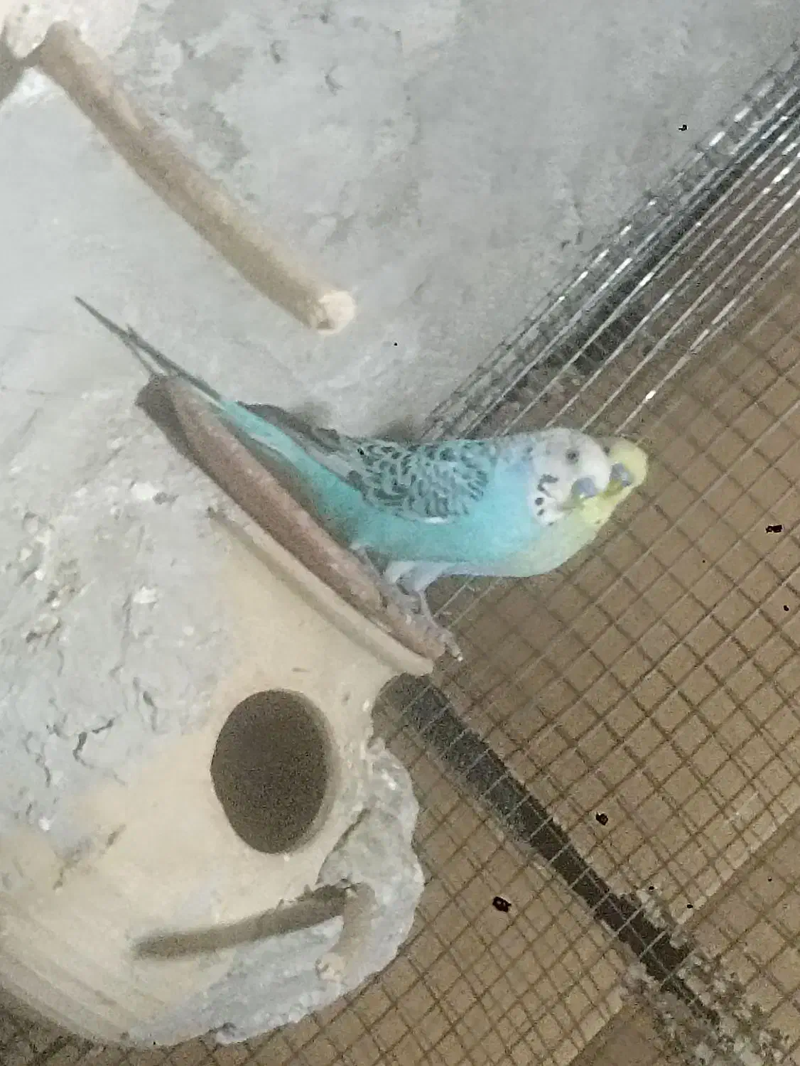 مرغ...|پرنده|سراوان, |دیوار