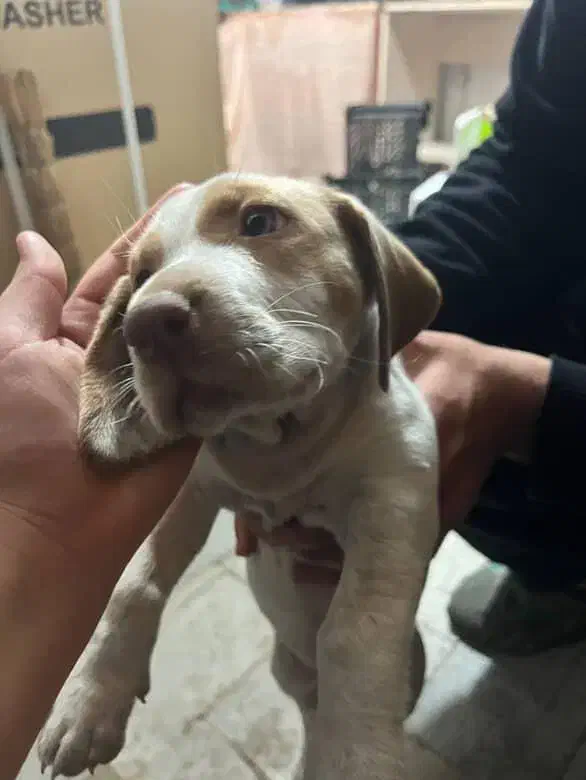 سگ شکاری پوینتر المانی|سگ|ساری, |دیوار