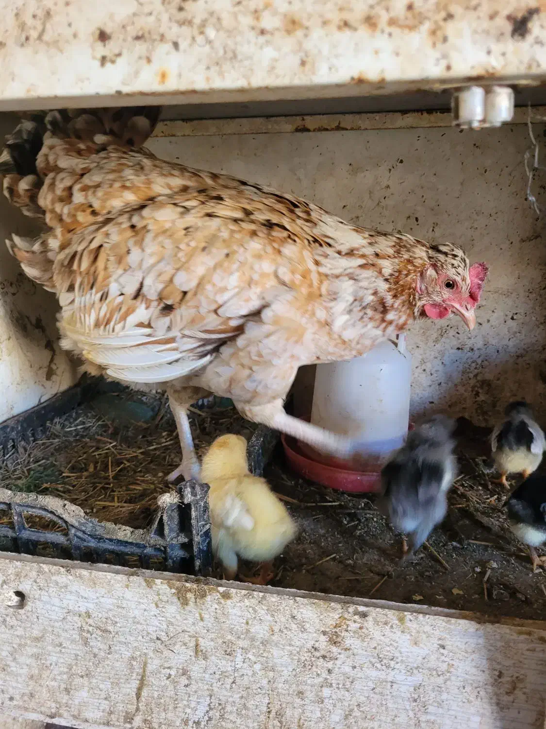 جوجه گلین|حیوانات مزرعه|ماهدشت, |دیوار