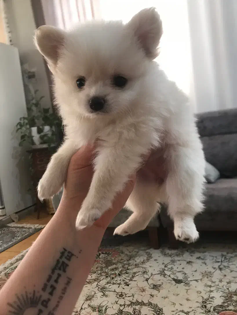 توله پامر|سگ|کرج, گلشهر|دیوار