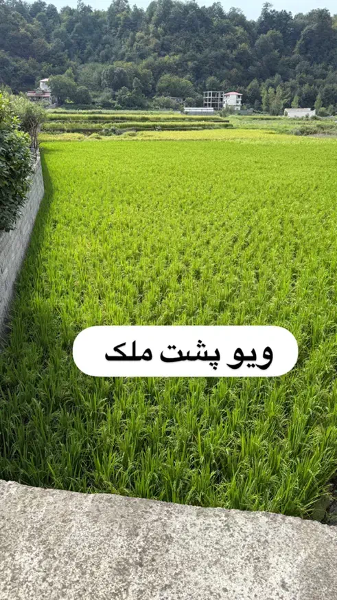 قطعه های ۲۰۰ متری زمین نزدیک تهران ((جنگل هراز ))|فروش زمین و ملک کلنگی|امامزاده عبدالله, |دیوار