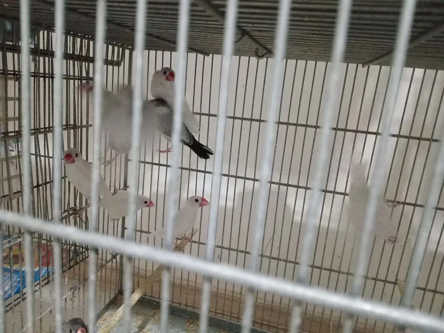 فنچ نرگسی سالم و سرحال|پرنده|چهارباغ, |دیوار