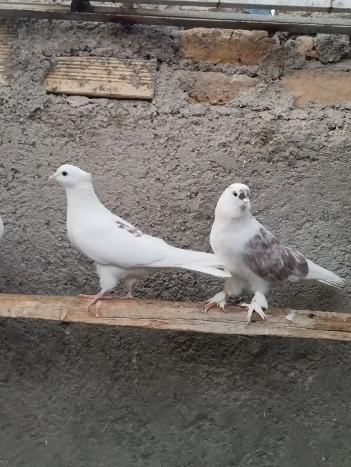 تهرانی|پرنده|شاهرود, |دیوار