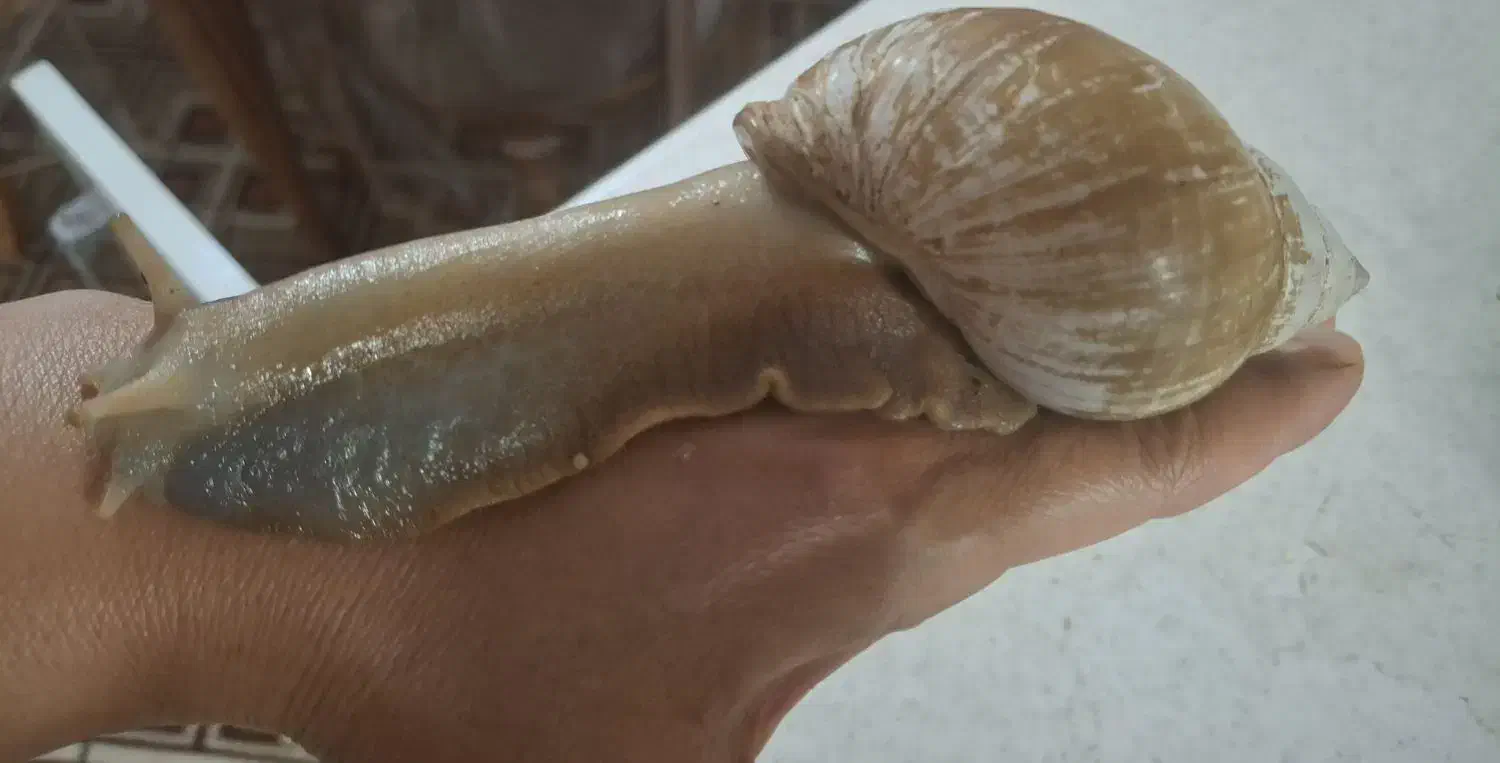 واگذاری حلزون بزرگ و مولد|خزنده|اصفهان, زیار|دیوار