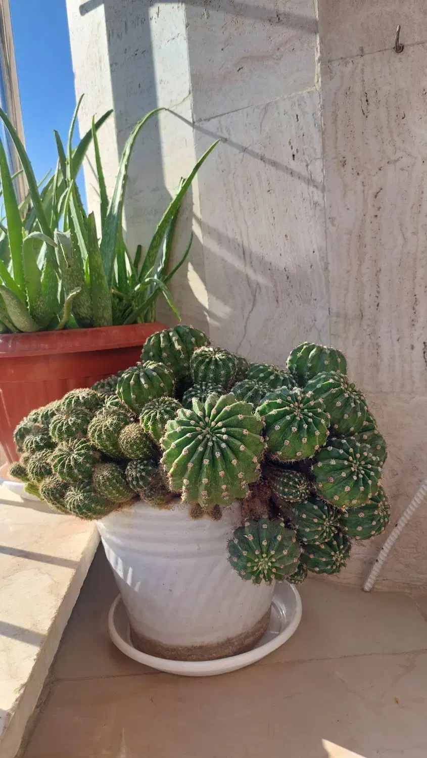 گل کاکتوس بزرگ|گل و گیاه طبیعی|مشکین‌دشت, |دیوار